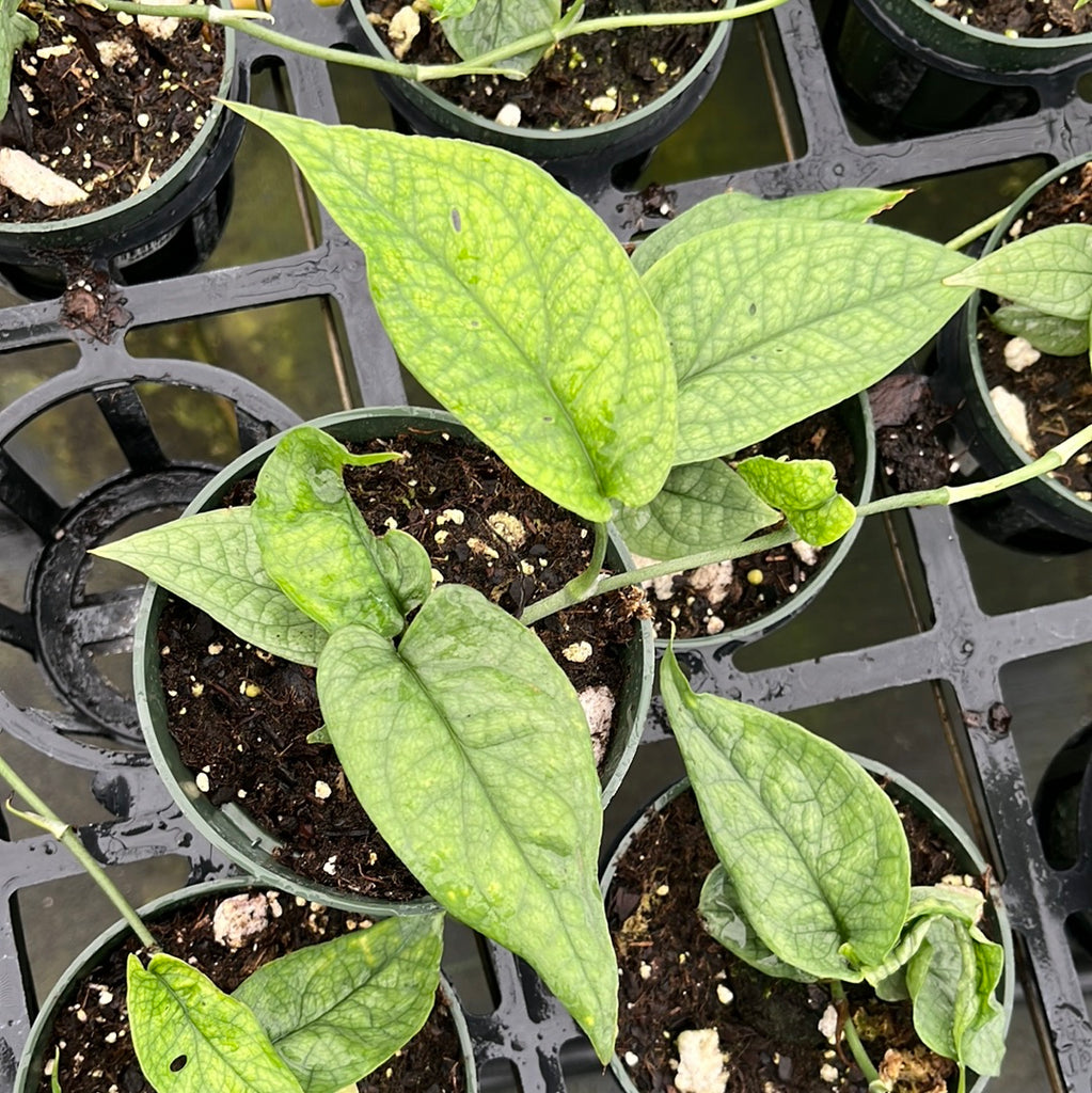 Amydrium Medium 'Spiderman' - Striking Tropical Plant with Red-Green Leaves 
