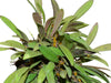 Anathallis pachyphyta