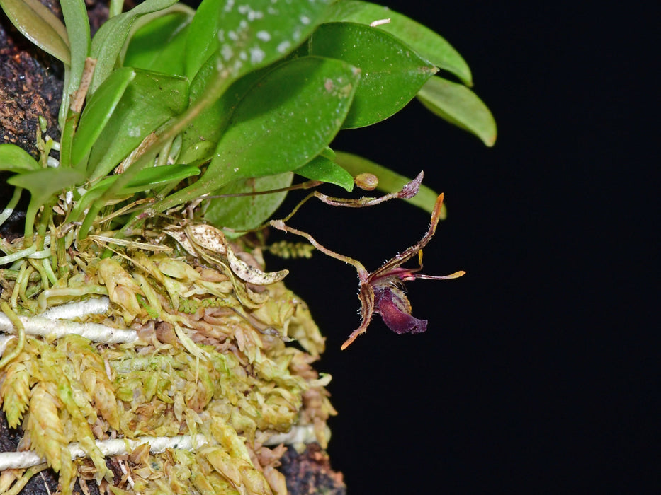 Andreettaea furcatipetala