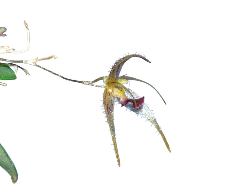 Andreettaea furcatipetala