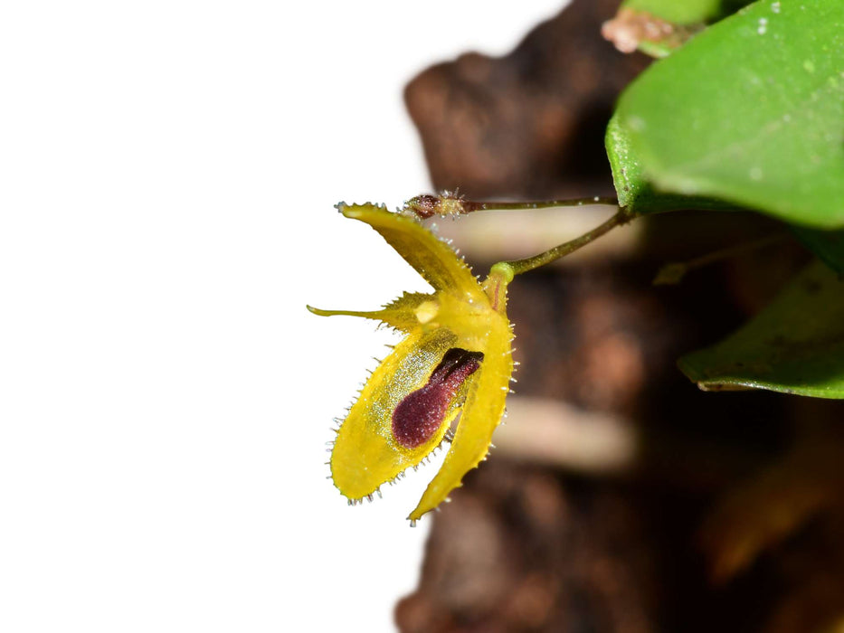 Andreettaea trullifera