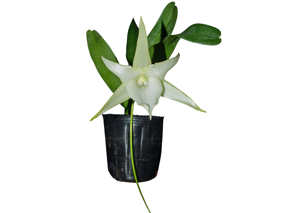 Angraecum Lai's Star