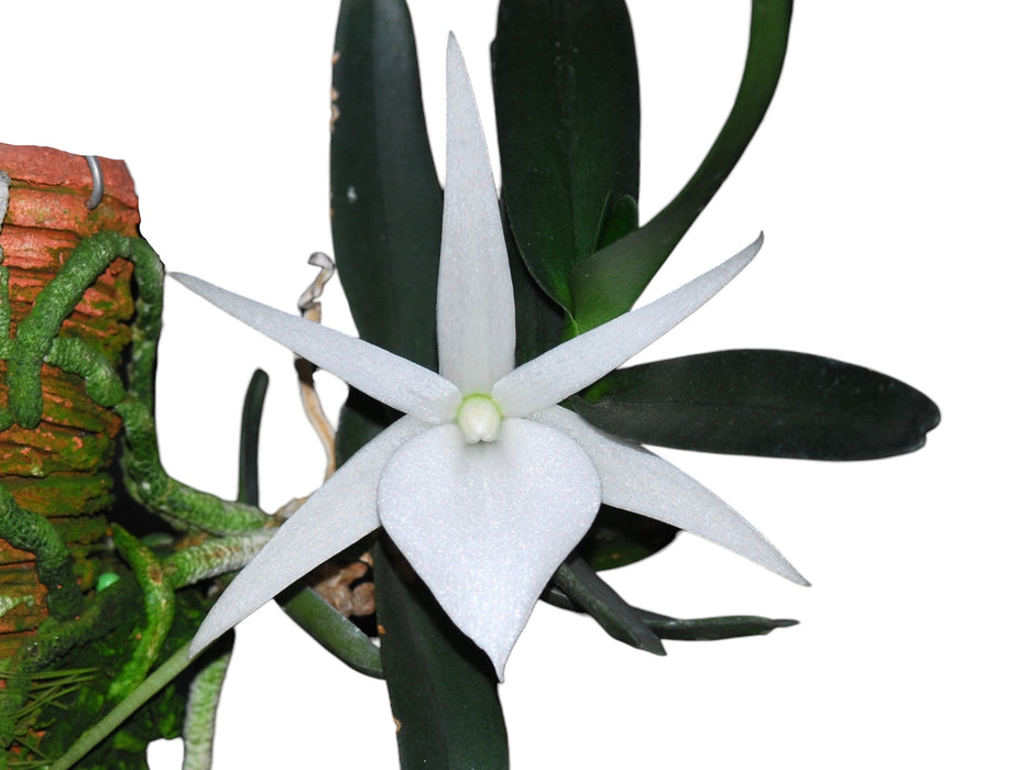 Angraecum didieri