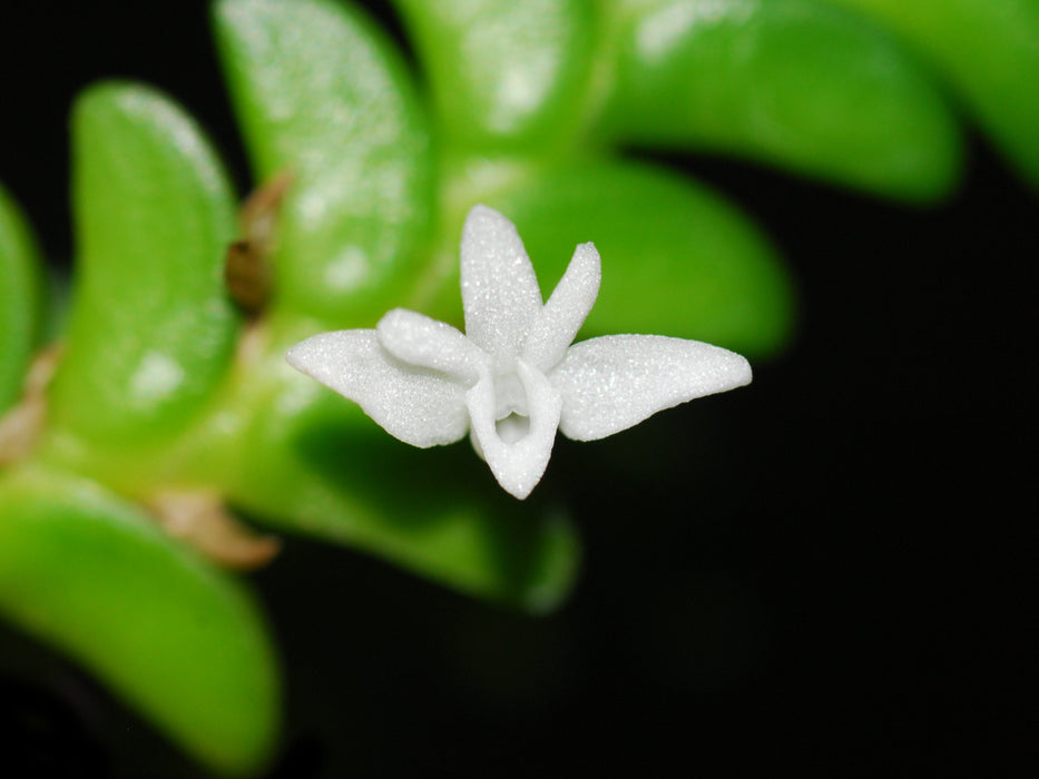 Angraecum distichum