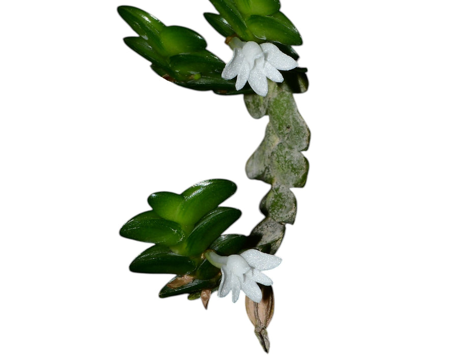 Angraecum distichum