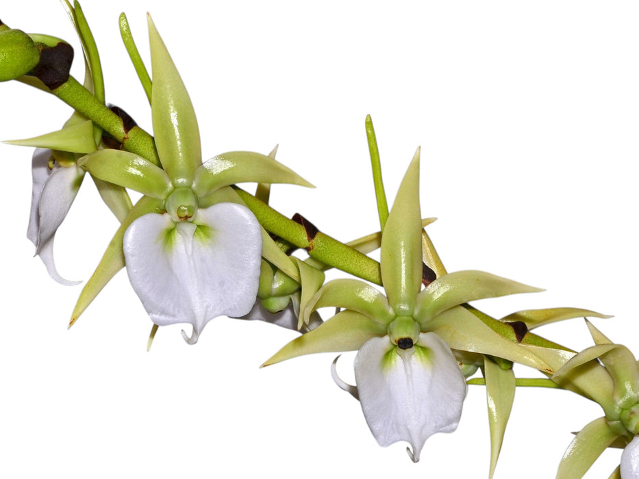 Angraecum eburneum subsp. superbum