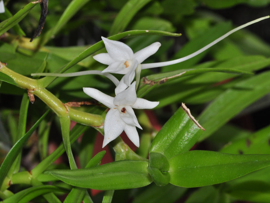 Angraecum florulentum