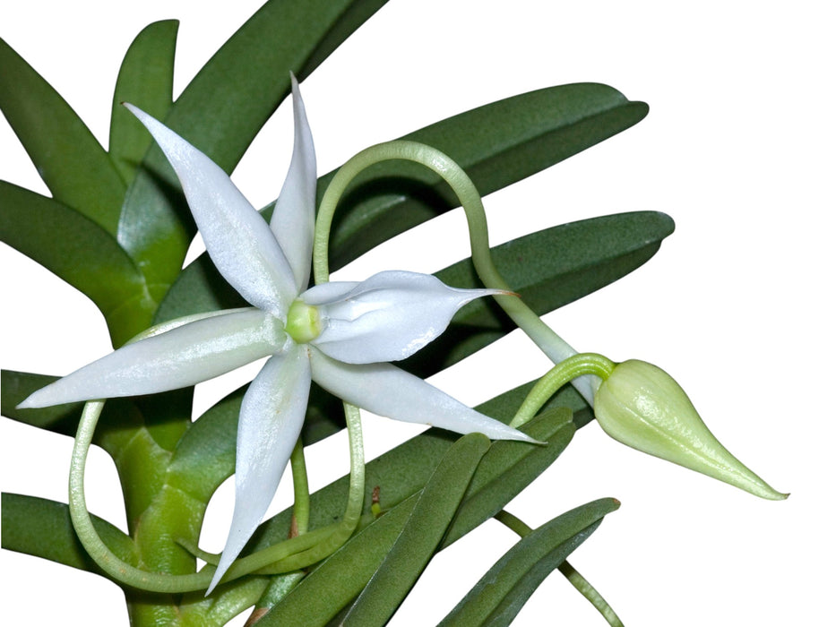 Angraecum florulentum