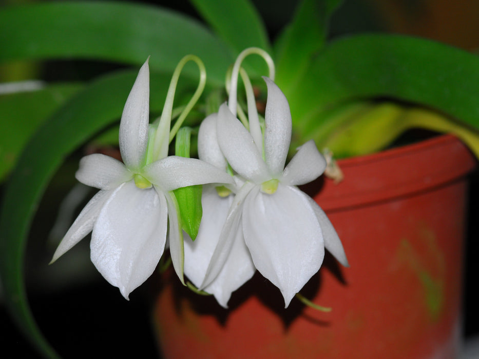 Angraecum leonis comoro