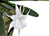 Angraecum leonis comoro