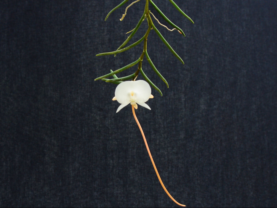 Angraecum pseudofilicornu