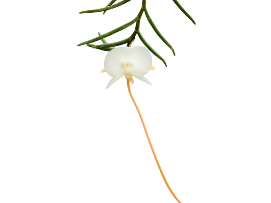 Angraecum pseudofilicornu