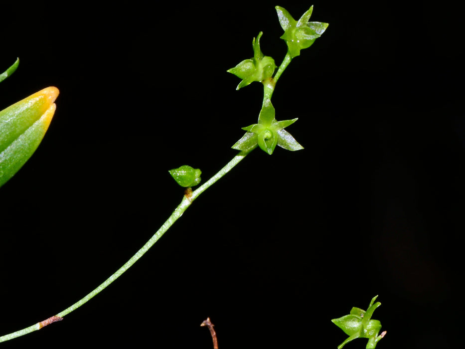 Angraecum sacciferum MacMac Falls