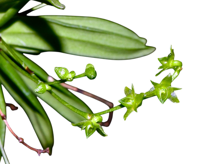 Angraecum sacciferum MacMac Falls