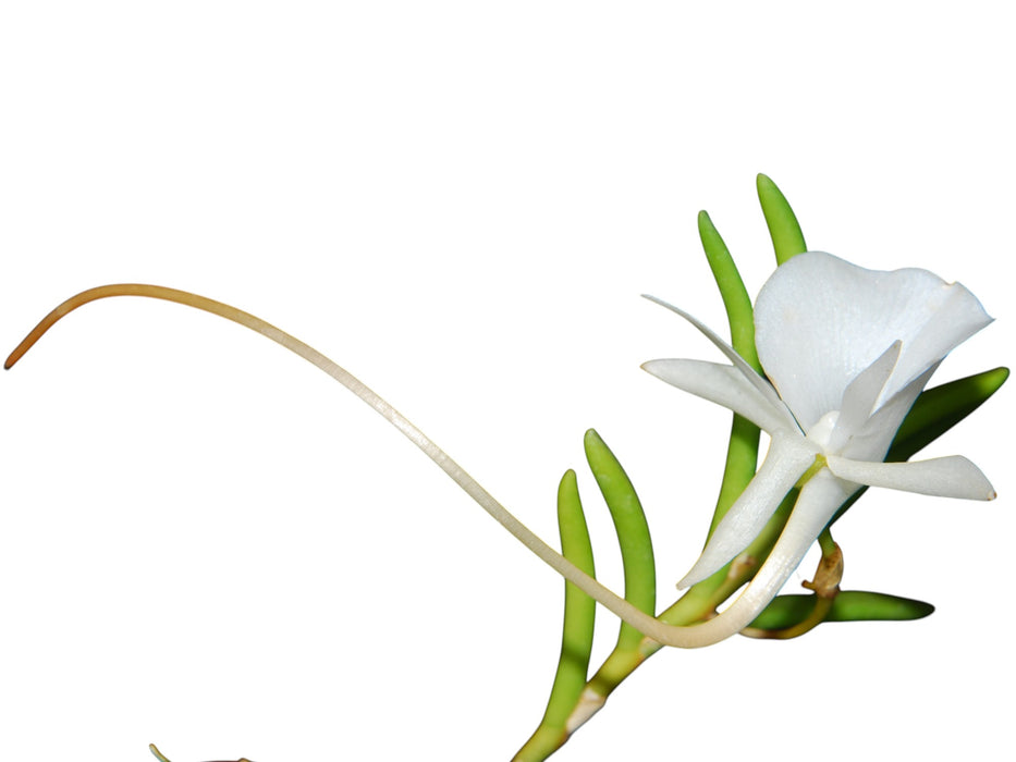 Angraecum scottianum