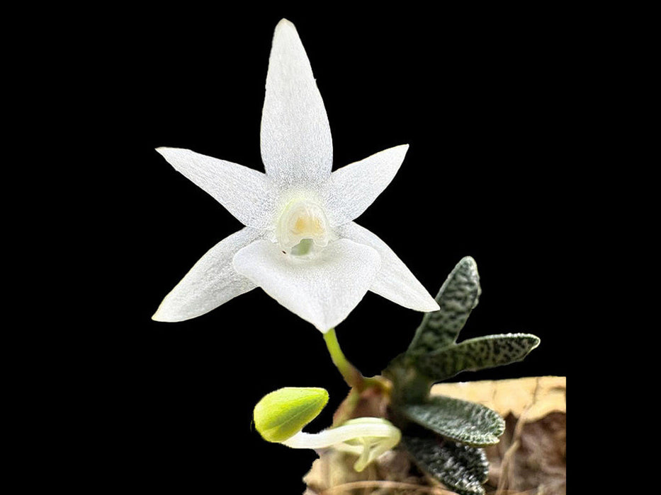 Angraecum urschianum