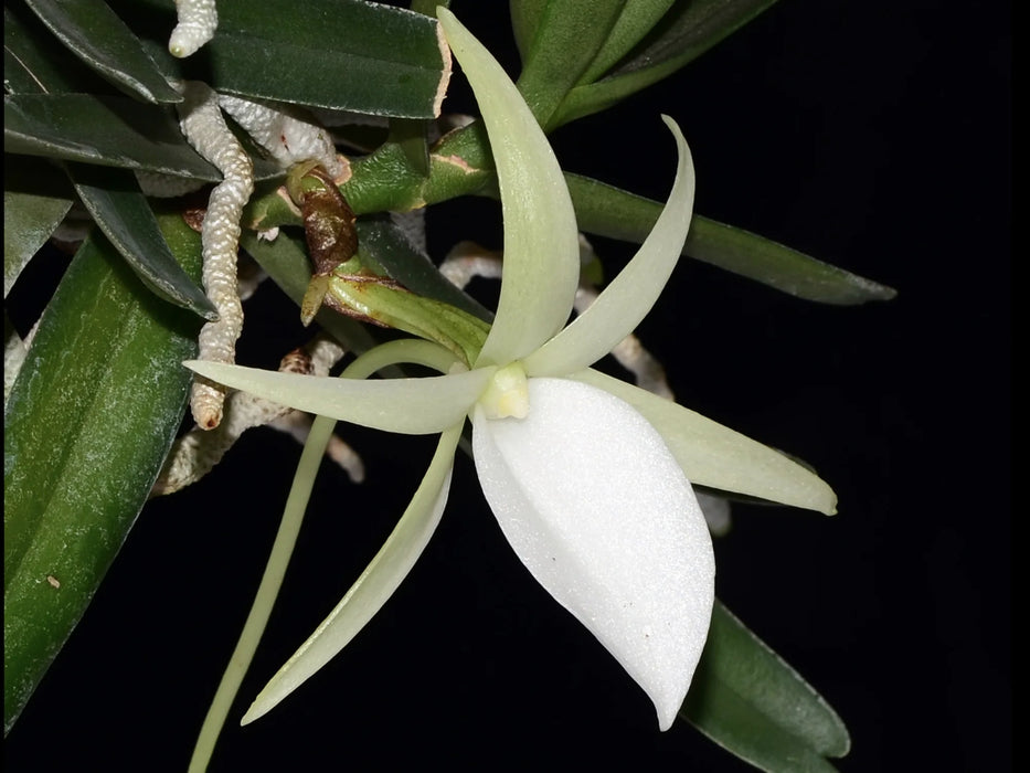 Angraecum didieri