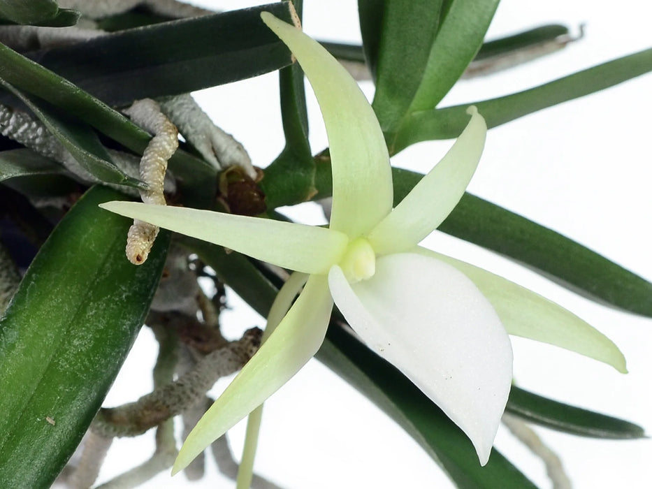 Angraecum didieri