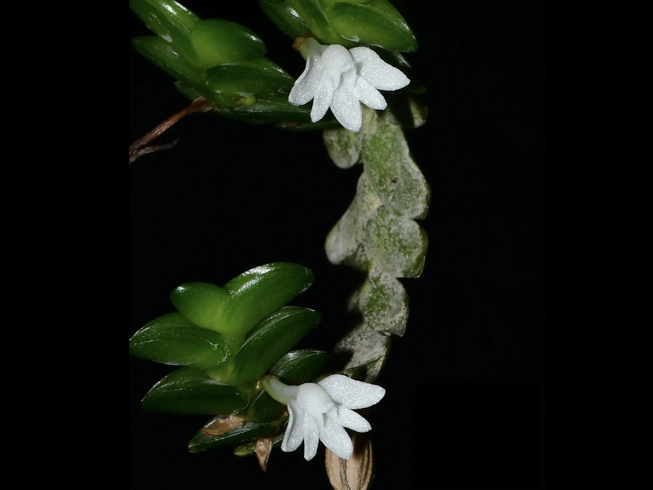 Angraecum distichum