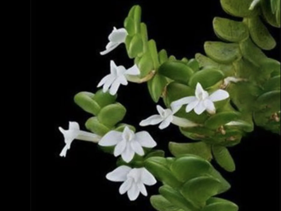 Angraecum distichum