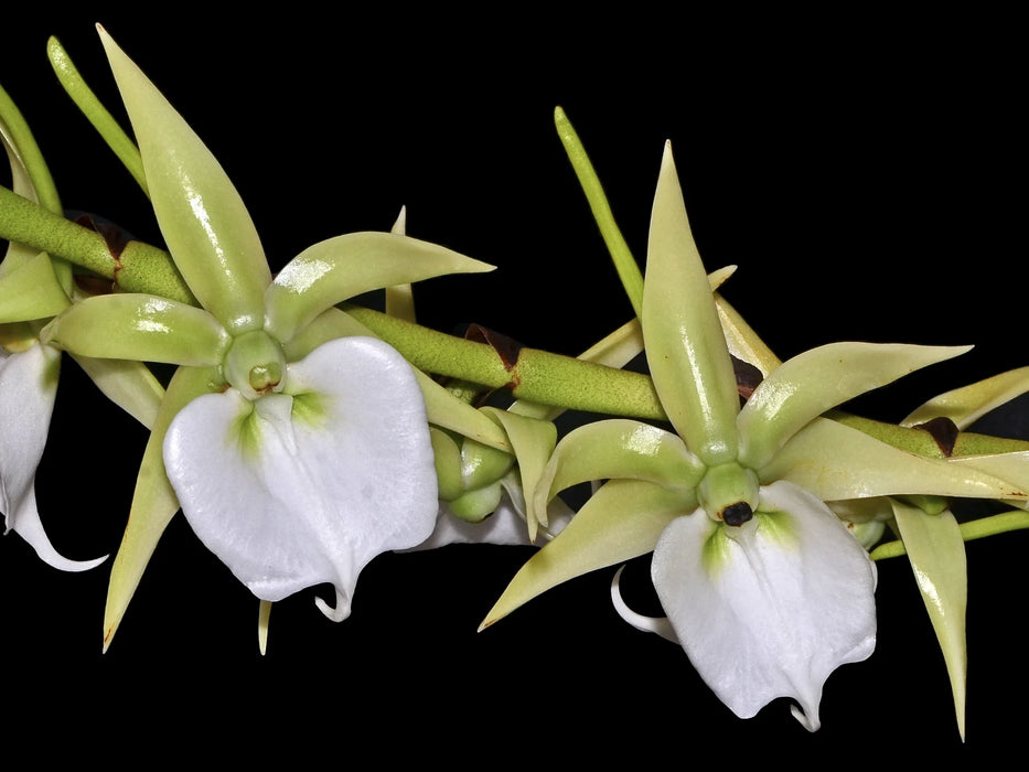 Angraecum eburneum subsp. superbum