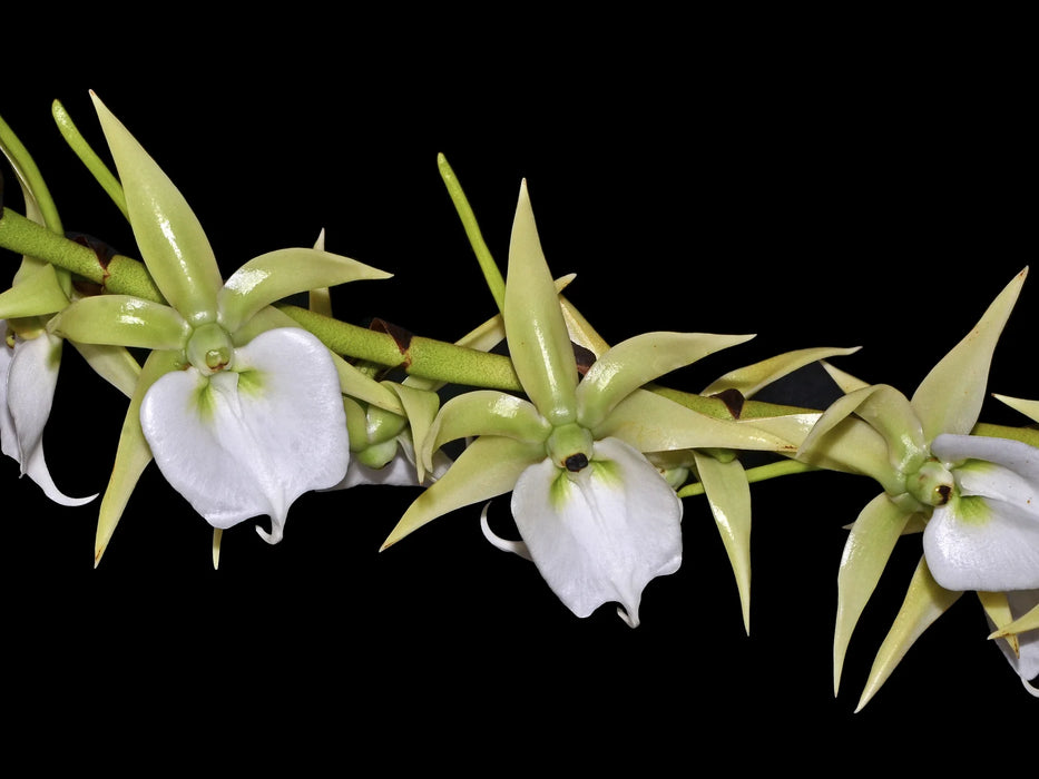 Angraecum eburneum subsp. superbum