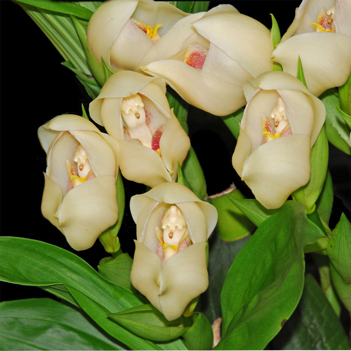 Anguloa uniflora