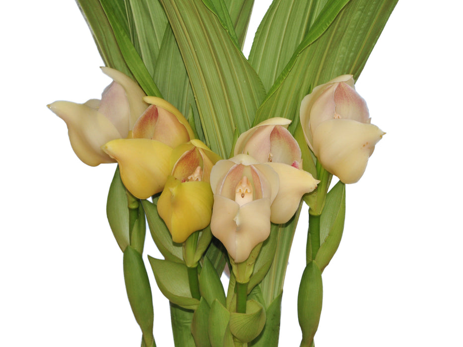 Anguloa uniflora