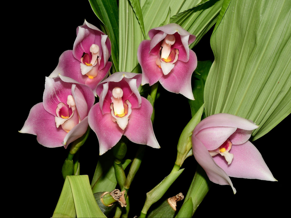 Angulocaste Ivan Portilla