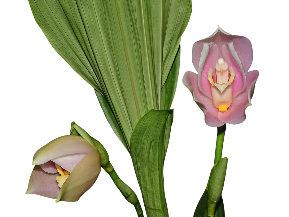 Angulocaste Ivan Portilla