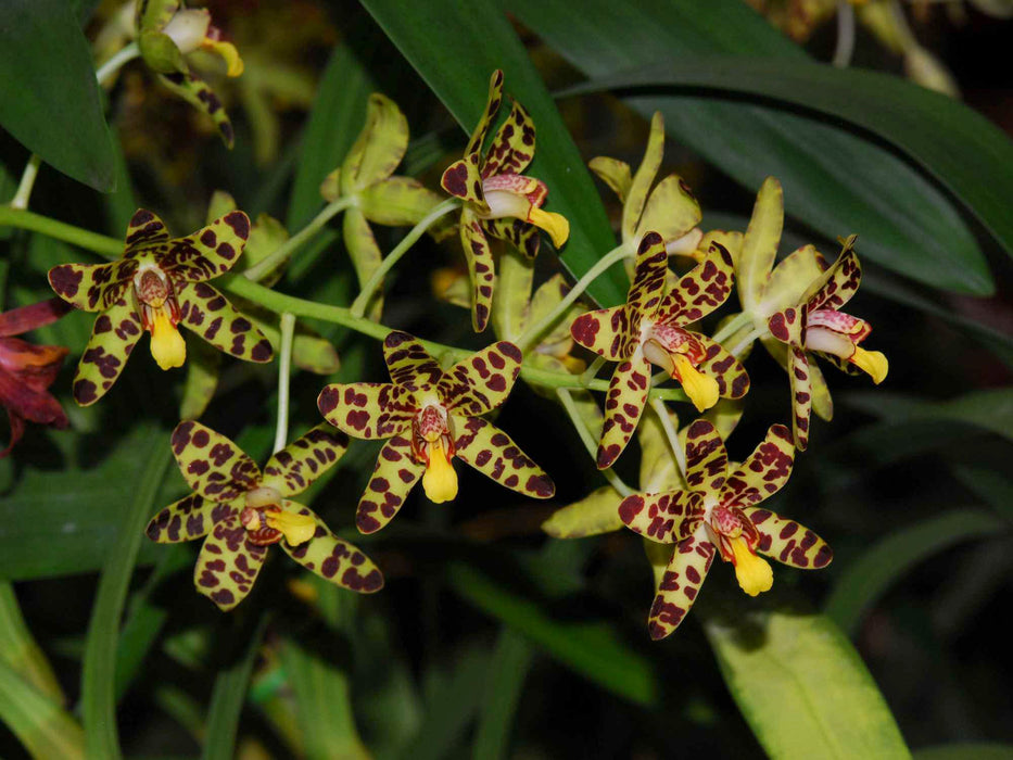 Ansellia africana — Ecuagenera USA Corp