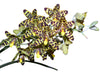 Ansellia africana