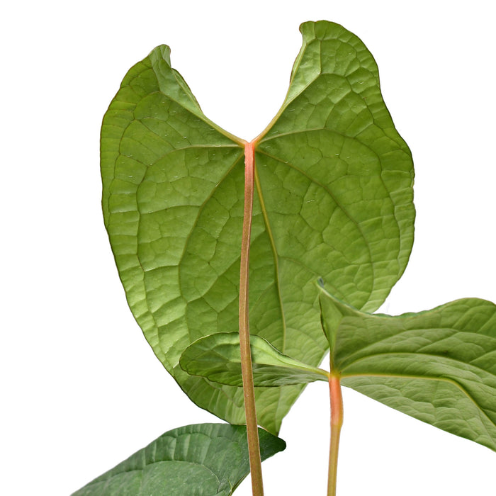 anthurium sierra magic Anthurium Black Magic - Hybrid Jade x Luxurians