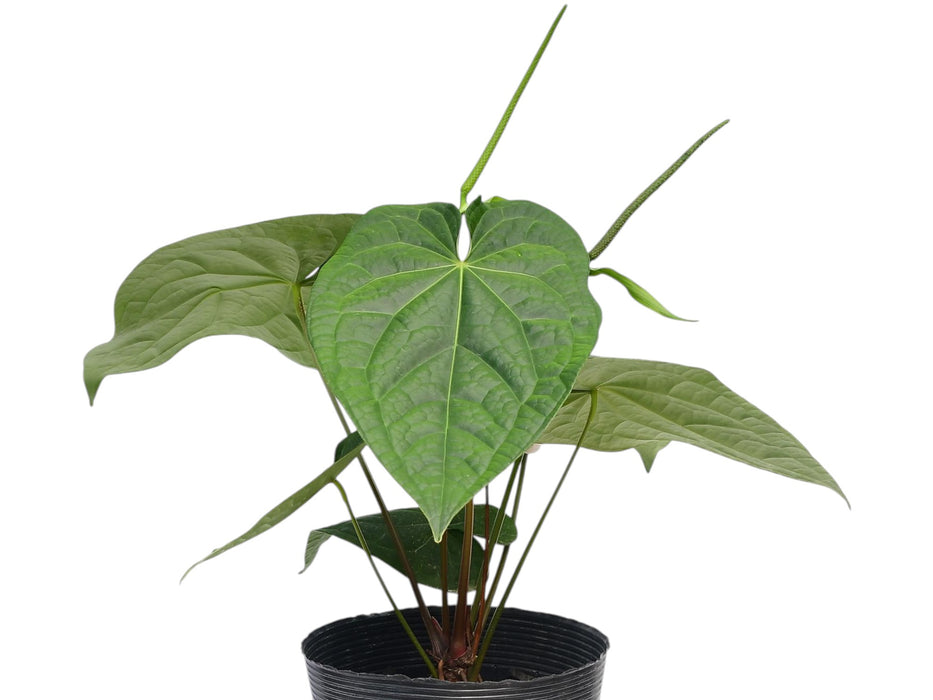 Anthurium David Portilla Dreams x Anthurium magnificum