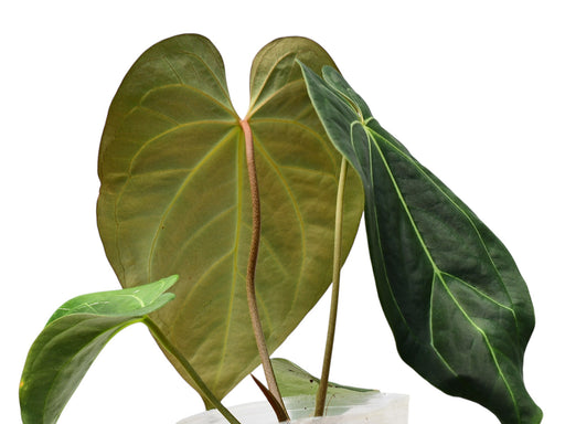 anthurium besseae x magnificum Anthurium Magnificent Girl Fantasy