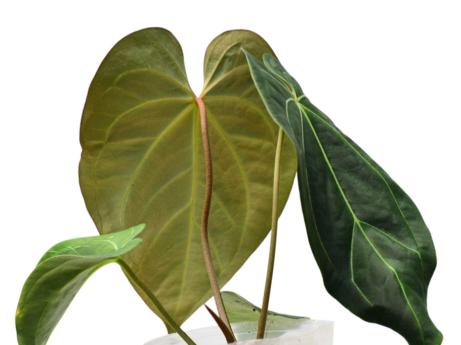 Anthurium Magnificent Girl 'Fantasy'