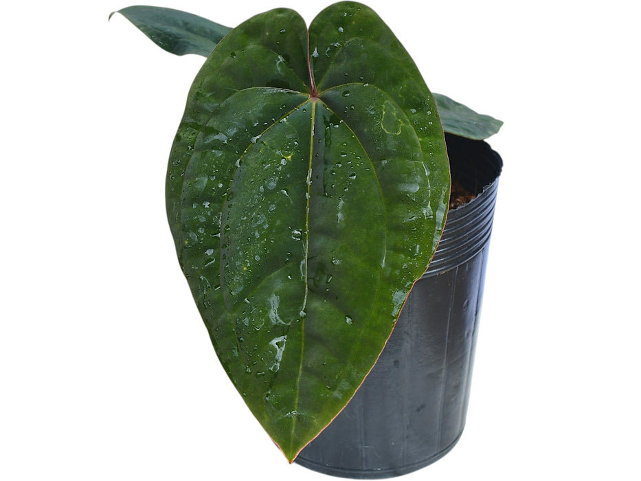 anthurium dressleri Anthurium dressleri - Panama Anthurium Species
