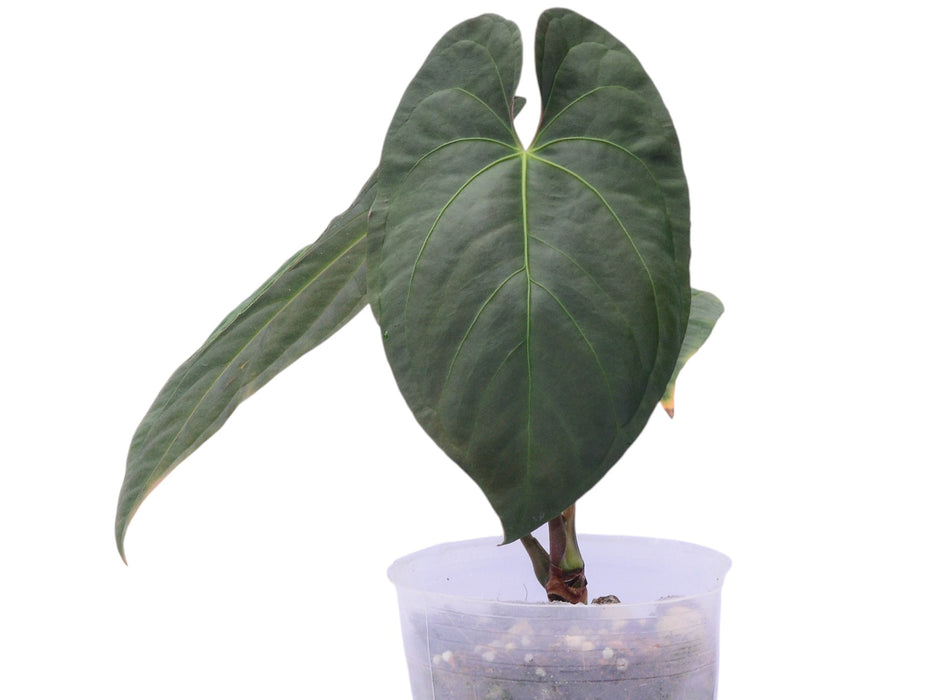 Anthurium papillilaminum x Anthurium Fantasy 'Inverse crossing'