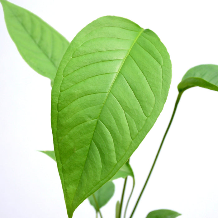Anthurium cuspidatum