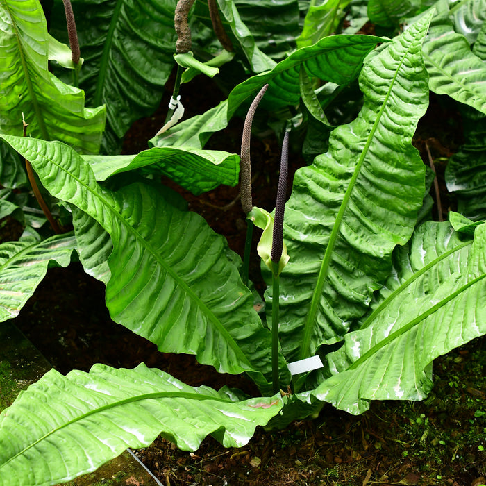 Anthurium reflexinervium