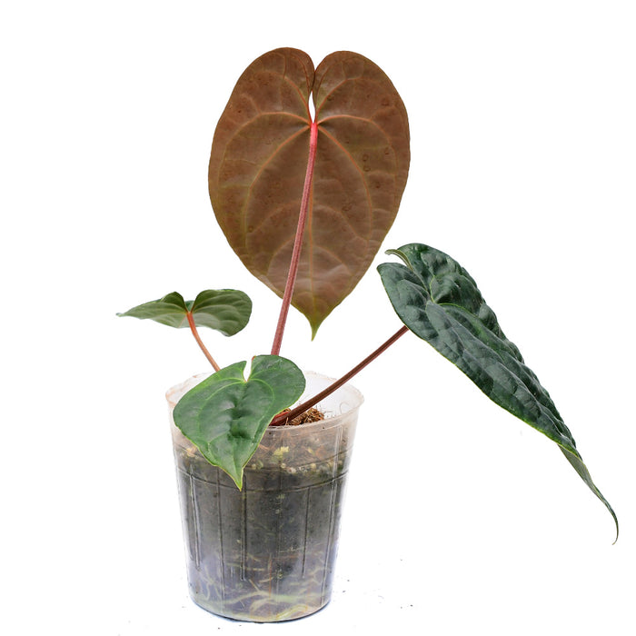 Anthurium Amazon Diamond