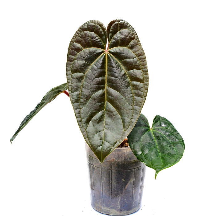 Anthurium Amazon Diamond
