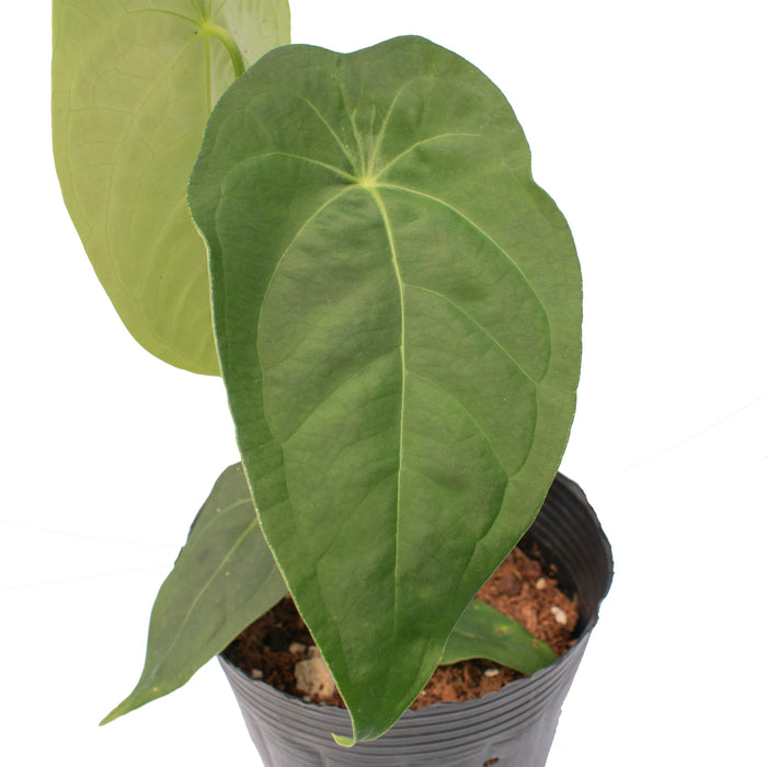 anthurium delicia Anthurium Andean Heart