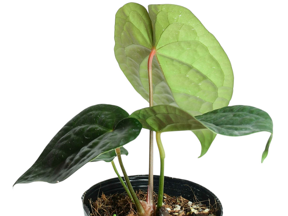 Anthurium David Portilla Dreams 'Inverse crossing'