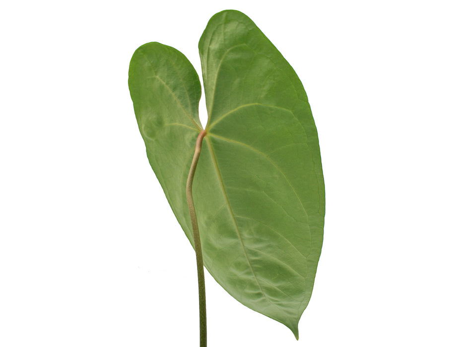 Anthurium Forget's Arrow