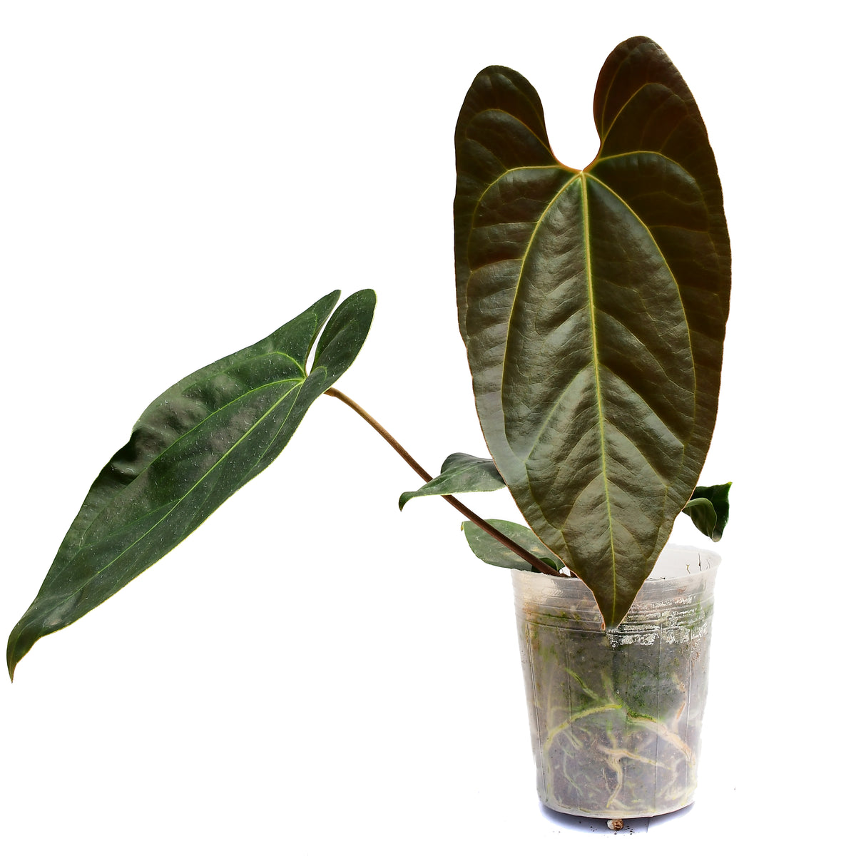 anthurium gigi Anthurium Gigi Dreams 'Inverse crossing'