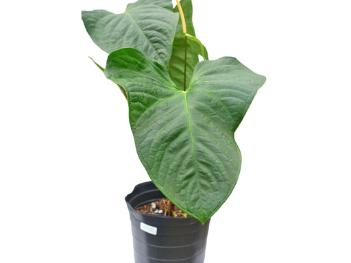 anthurium elephant ear Anthurium Wonder