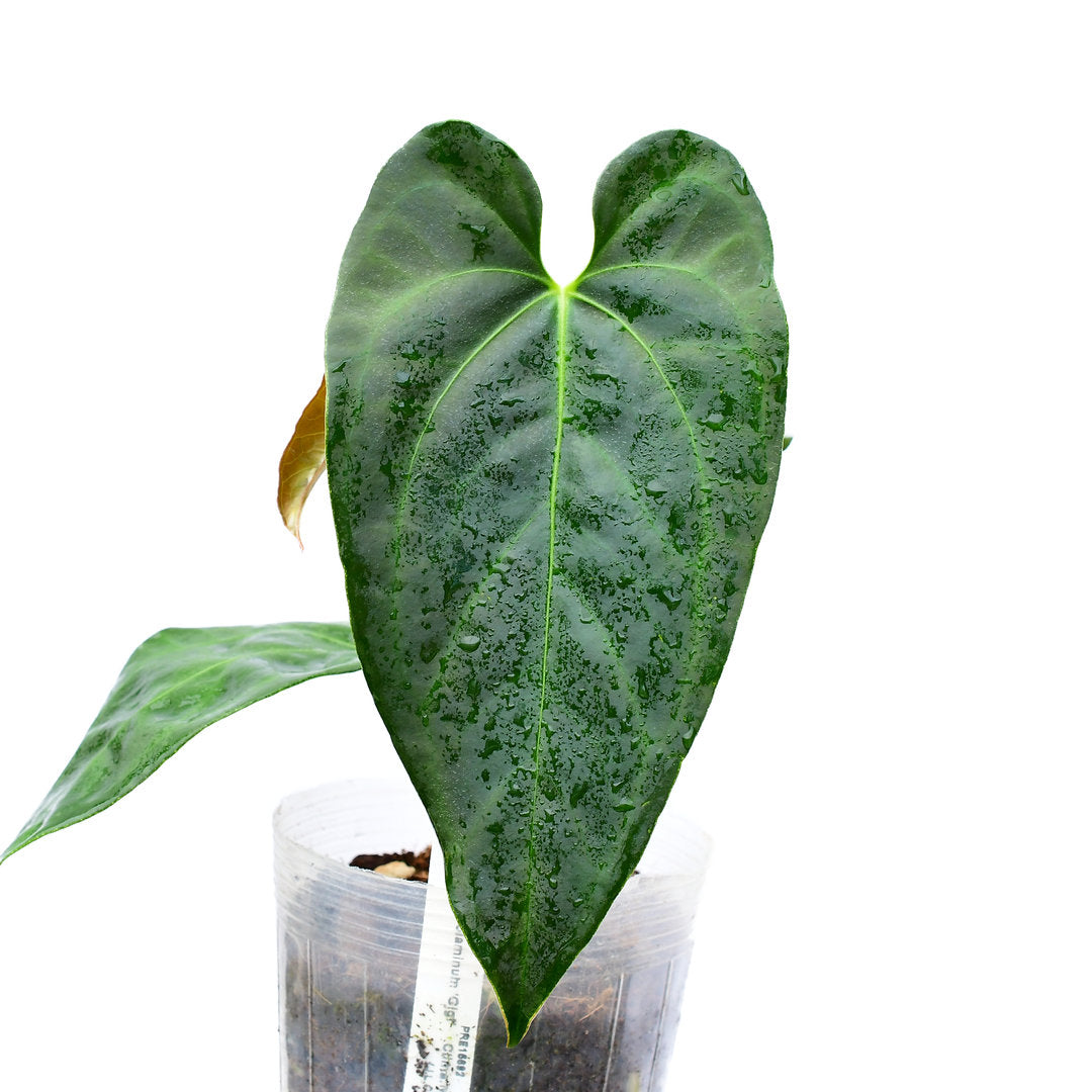 Anthurium Amazon Night Fox - Mottled Pattern Hybrid | Ecuagenera