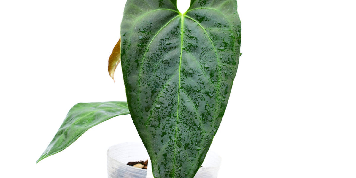 Anthurium Amazon Night Fox - Mottled Pattern Hybrid | Ecuagenera