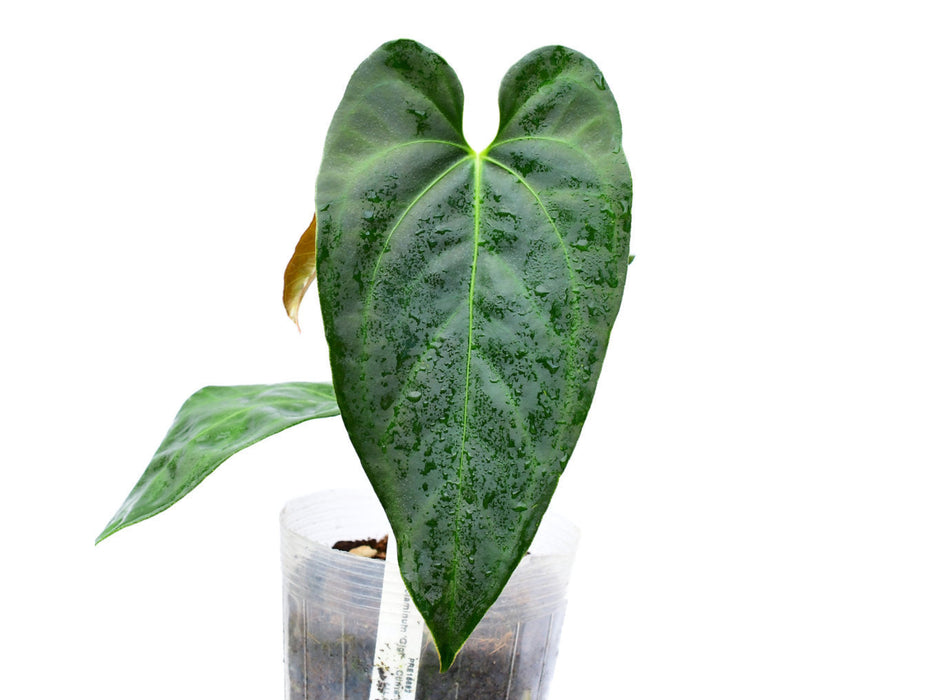 Anthurium Amazon Night Fox